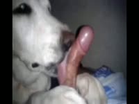 She love licking the Dick